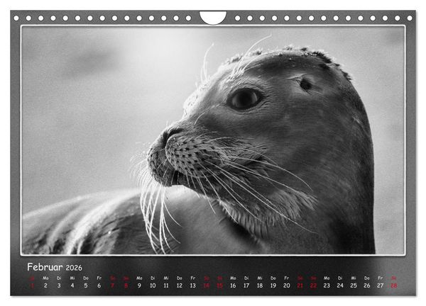 Produktbild: Tieren ins Gesicht geschaut (Wandkalender 2026 DIN A4 quer), CALVENDO Monatskalender