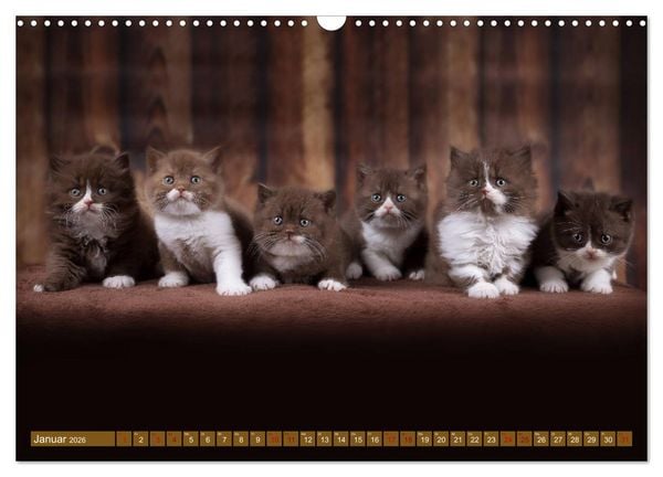 Produktbild: Katzenkinder - Britisch Kurzhaar (Wandkalender 2026 DIN A3 quer), CALVENDO Monatskalender