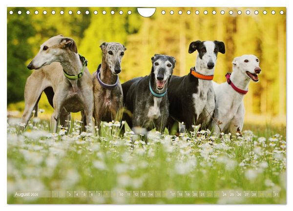 Produktbild: Zauberhafte Windhunde (Wandkalender 2026 DIN A4 quer), CALVENDO Monatskalender