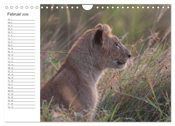 Produktbild: Emotionale Momente: L&ouml;wenbabys - so s&uuml;&szlig;. (Wandkalender 2026 DIN A4 quer), CALVENDO Monatskalender