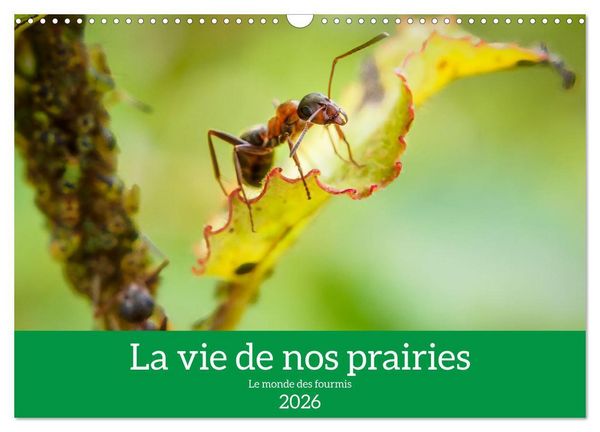 La vie de nos prairies - Le monde des fourmis (Calendrier mural 2026 DIN A3 vertical), CALVENDO calendrier mensuel