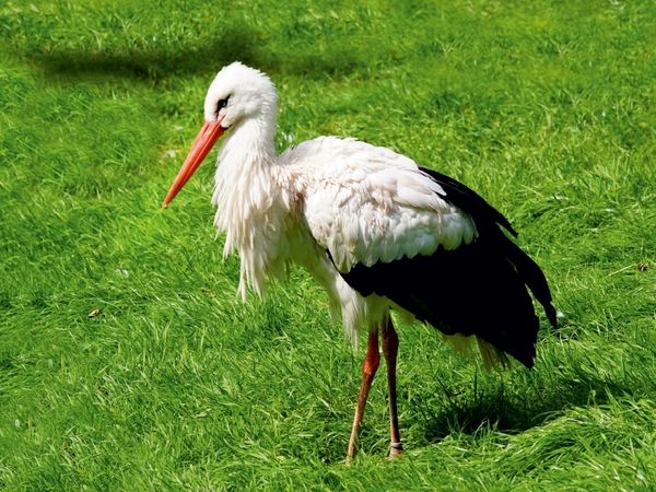 Produktbild: CALVENDO Puzzle Storch Adebar 1000 Teile Puzzle quer | 1000 Teile Lege-Gr&ouml;&szlig;e 64 &times; 48 cm Foto-Puzzle f&uuml;r gl&uuml;ckliche Stunden