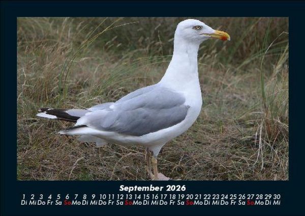 Produktbild: V&ouml;gel 2026 Fotokalender DIN A5