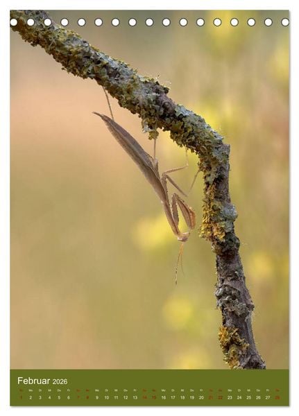 Produktbild: Die Gottesanbeterin. R&auml;uber der Insektenwelt. (Tischkalender 2026 DIN A5 hoch), CALVENDO Monatskalender
