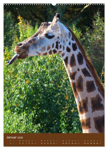 Produktbild: Giraffen (hochwertiger Premium Wandkalender 2026 DIN A2 hoch), Kunstdruck in Hochglanz