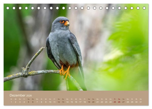 Produktbild: Jenseits der Z&auml;une (Tischkalender 2026 DIN A5 quer), CALVENDO Monatskalender