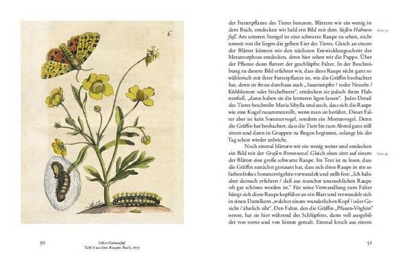 Produktbild: Maria Sibylla Merians Reise zu den Schmetterlingen