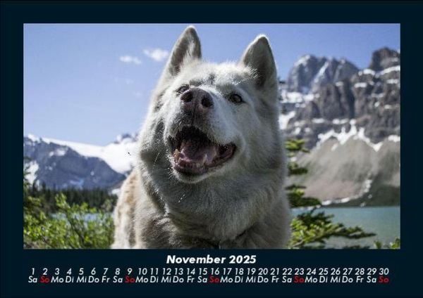 Produktbild: Hundezauber 2025 Fotokalender DIN A5