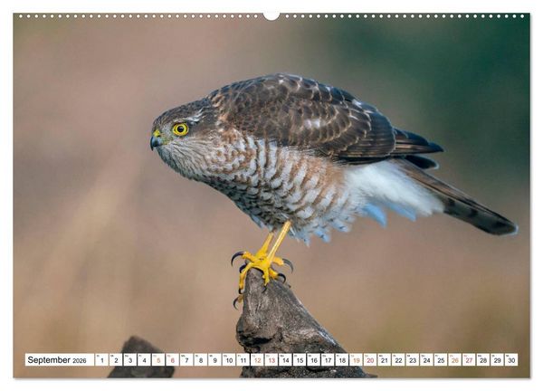 Produktbild: Heimische GREIFV&Ouml;GEL Adler Milan Bussard Weihe Sperber (Wandkalender 2026 DIN A2 quer), CALVENDO Monatskalender