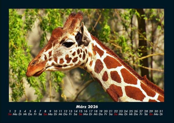 Produktbild: Giraffen 2026 Fotokalender DIN A4
