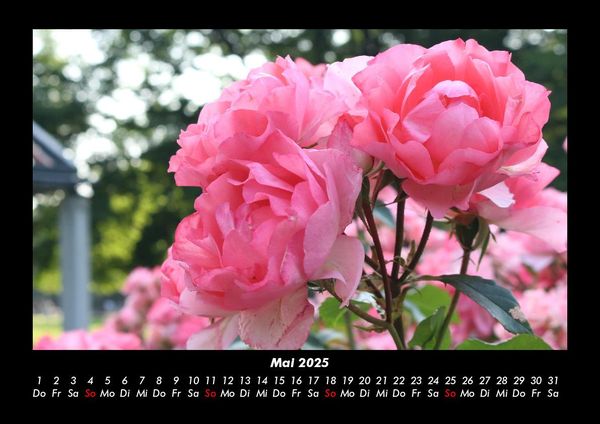 Produktbild: Rosentraum 2025 Fotokalender DIN A3