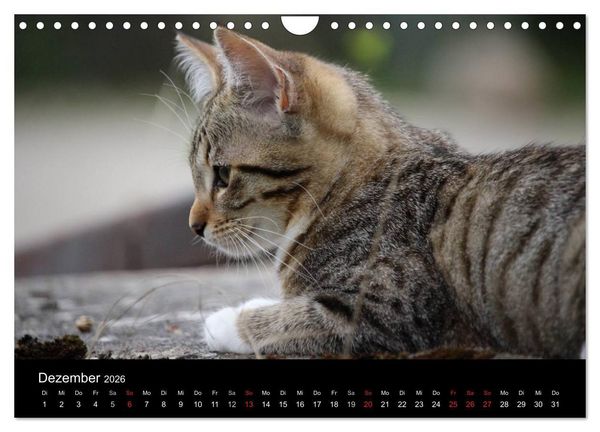 Produktbild: Haustiger - Ein Katzenkalender (Wandkalender 2026 DIN A4 quer), CALVENDO Monatskalender