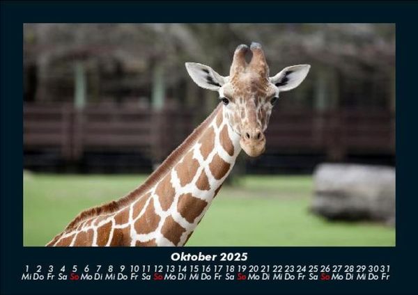 Produktbild: Welt der Tiere 2025 Fotokalender DIN A5