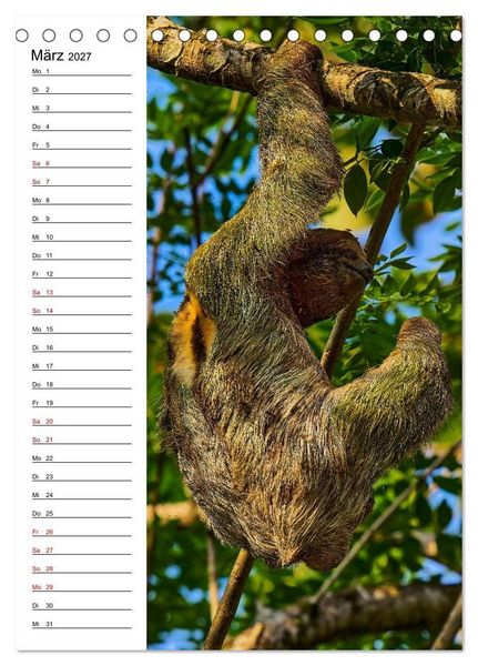 Produktbild: Costa Rica - Magische Tiere des Regenwaldes (Tischkalender 2027 DIN A5 hoch), CALVENDO Monatskalender
