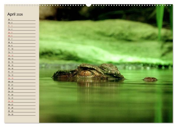 Produktbild: Regenwald. Tiere im Dschungel (hochwertiger Premium Wandkalender 2026 DIN A2 quer), Kunstdruck in Hochglanz