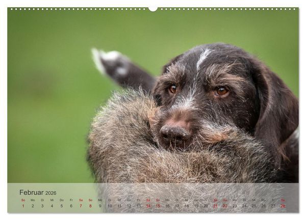 Produktbild: Treue Jagdgef&auml;hrten - Der Deutsch Drahthaar (Wandkalender 2026 DIN A2 quer), CALVENDO Monatskalender