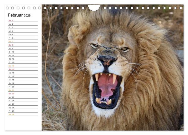 Produktbild: LION KING SELFIES L&ouml;wen hautnah (Wandkalender 2026 DIN A4 quer), CALVENDO Monatskalender