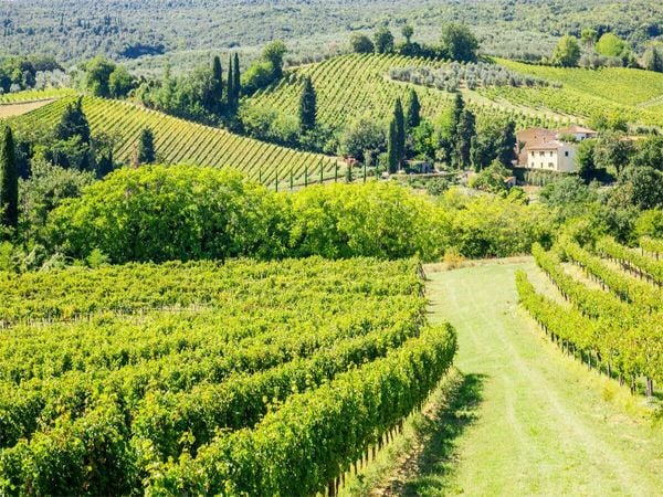 Produktbild: CALVENDO Puzzle Weinberg bei San Gimignano | 1000 Teile Lege-Gr&ouml;&szlig;e 64x48cm Foto-Puzzle f&uuml;r gl&uuml;ckliche Stunden