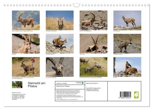 Produktbild: Steinwild am Pilatus (Wandkalender 2026 DIN A3 quer), CALVENDO Monatskalender