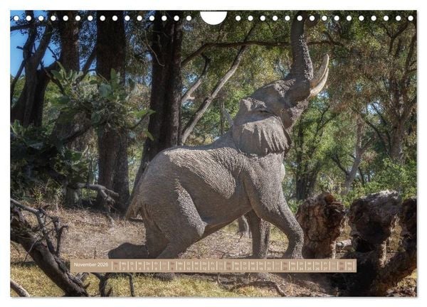 Produktbild: Afrikas Tierwelt - Wilde Elefanten (Wandkalender 2026 DIN A4 quer), CALVENDO Monatskalender