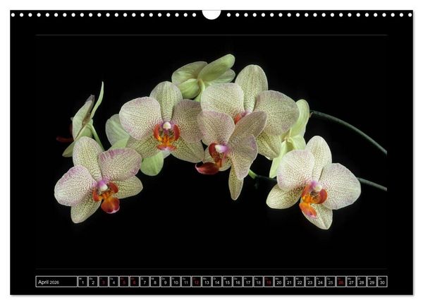 Produktbild: Orchideen 2026 (Wandkalender 2026 DIN A3 quer), CALVENDO Monatskalender
