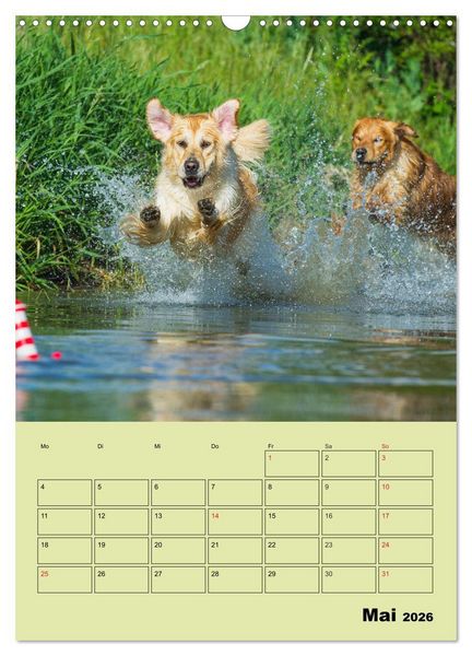 Produktbild: Jahresplaner Golden Retriever (Wandkalender 2026 DIN A3 hoch), CALVENDO Monatskalender