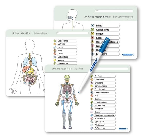 Produktbild: Ich kenne meinen K&ouml;rper - Organe / Skelett / Verdauung- 3 Tafeln im Set mit Stift