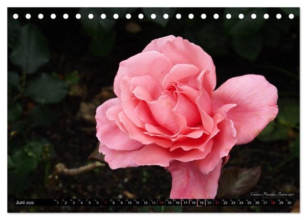 Produktbild: Edle Rosen (Tischkalender 2026 DIN A5 quer), CALVENDO Monatskalender