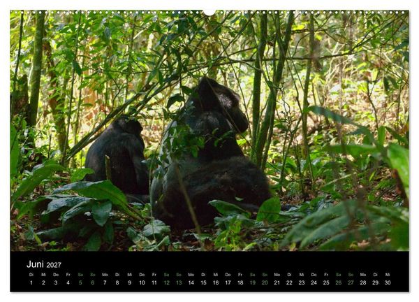 Produktbild: Ugandas friedliche Berggorillas (Wandkalender 2027 DIN A2 quer), CALVENDO Monatskalender
