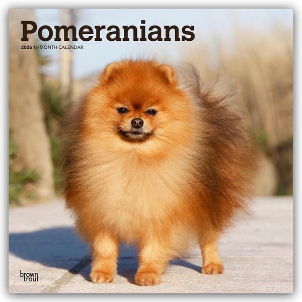 Pomeranians – Spitz 2026 – 16-Monatskalender