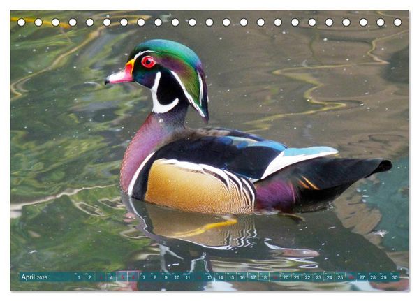 Produktbild: Tierisch gut: Wasserv&ouml;gel (Tischkalender 2026 DIN A5 quer), CALVENDO Monatskalender