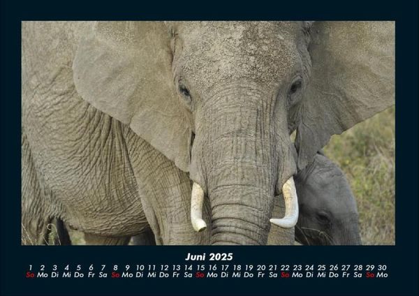 Produktbild: Welt der Tiere 2025 Fotokalender DIN A4