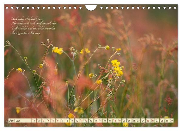 Produktbild: Sommergr&auml;ser (Wandkalender 2026 DIN A4 quer), CALVENDO Monatskalender