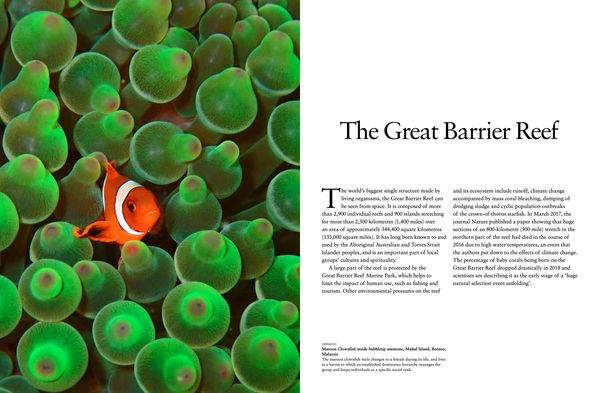 Produktbild: Reefs