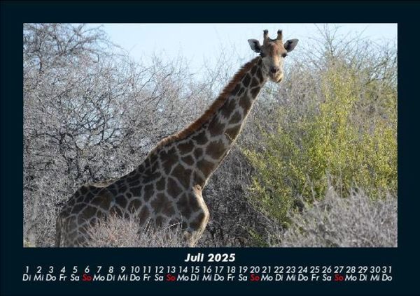 Produktbild: Giraffen 2025 Fotokalender DIN A5
