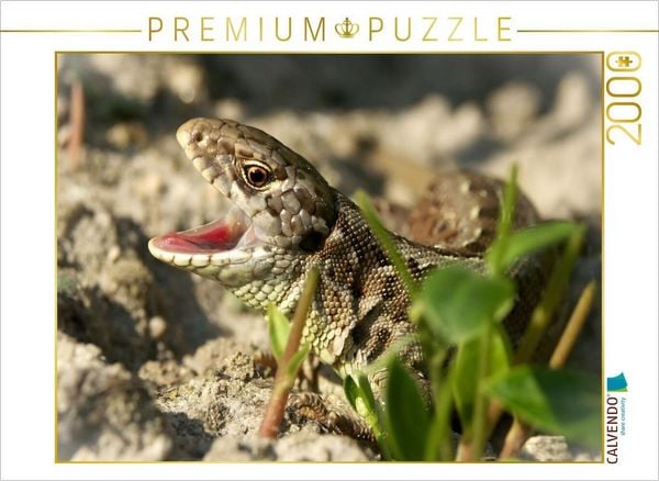 CALVENDO Puzzle Zauneidechse zeigt Zähne | 2000 Teile Lege-Größe 90x67cm Foto-Puzzle für glückliche Stunden
