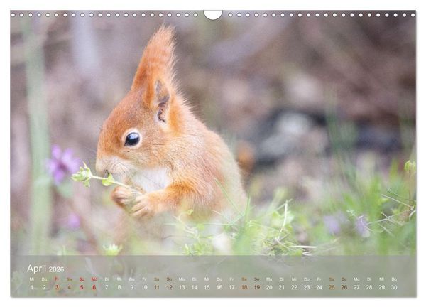 Produktbild: Bezaubernde Eichh&ouml;rnchen (Wandkalender 2026 DIN A3 quer), CALVENDO Monatskalender