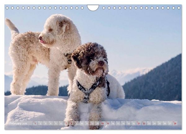 Produktbild: Lagotto Romagnolo Mountain Life (Wall Calendar 2026 DIN A4 landscape), CALVENDO 12 Month Wall Calendar
