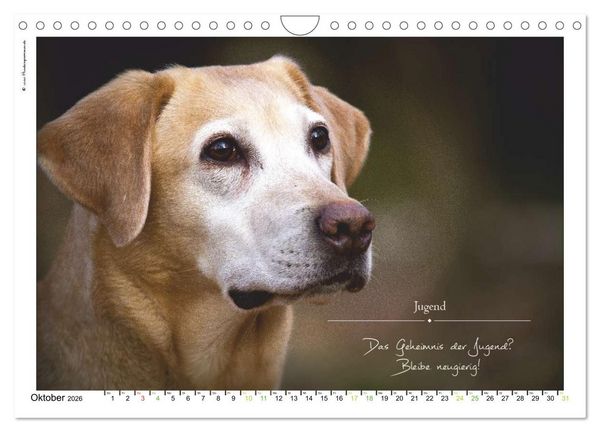Produktbild: Hunde-Spruchreif (Wandkalender 2026 DIN A4 quer), CALVENDO Monatskalender