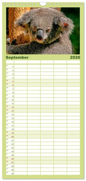 Produktbild: Familienplaner 2026 - Koala - kleiner Teddy mit 5 Spalten (Wandkalender, 21 x 45 cm) CALVENDO