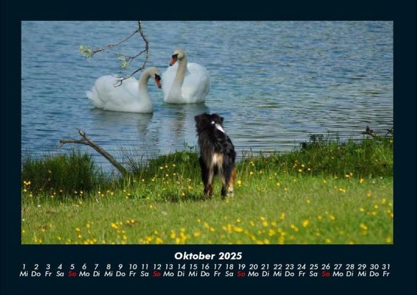 Produktbild: Hunde 2025 Fotokalender DIN A4