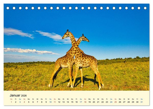 Produktbild: Giraffen, die Sch&ouml;nen der Savanne (Tischkalender 2026 DIN A5 quer), CALVENDO Monatskalender