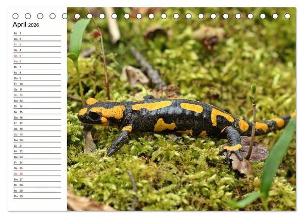 Produktbild: Amphibien und Reptilien (Tischkalender 2026 DIN A5 quer), CALVENDO Monatskalender