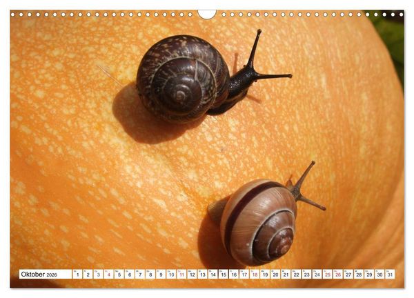 Produktbild: Meine Schnecken (Wandkalender 2026 DIN A3 quer), CALVENDO Monatskalender