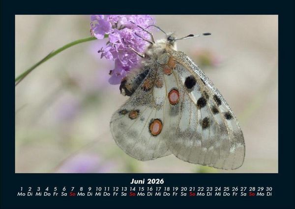 Produktbild: Bunte Pracht der Schmetterlinge 2026 Fotokalender DIN A4