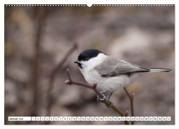 Produktbild: Sch&ouml;nheiten im Federkleid - Heimische Wildv&ouml;gel im Portrait (Wandkalender 2026 DIN A2 quer), CALVENDO Monatskalender