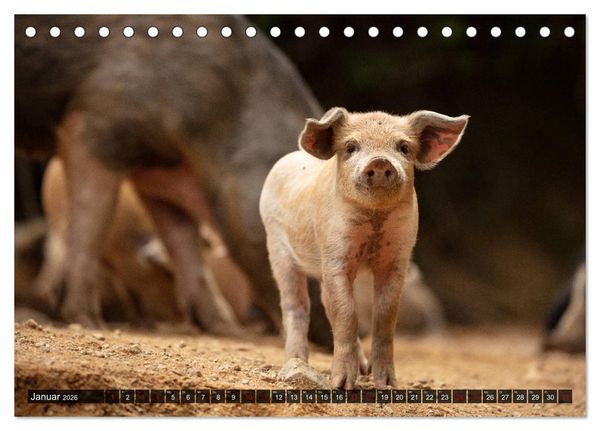 Produktbild: Korsika - s&uuml;&szlig;e, wilde Schweinchen (Tischkalender 2026 DIN A5 quer), CALVENDO Monatskalender