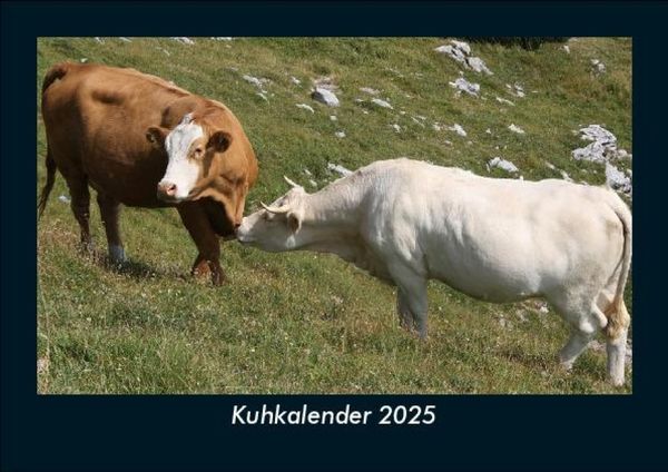 Produktbild: Kuhkalender 2025 Fotokalender DIN A5
