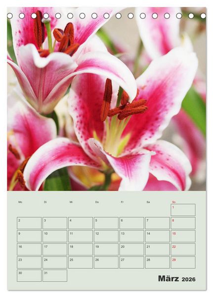 Produktbild: Lilien im Garten (Tischkalender 2026 DIN A5 hoch), CALVENDO Monatskalender