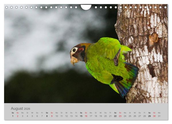 Produktbild: Costa Rica - Exotische V&ouml;gel im Regenwald (Wandkalender 2026 DIN A4 quer), CALVENDO Monatskalender